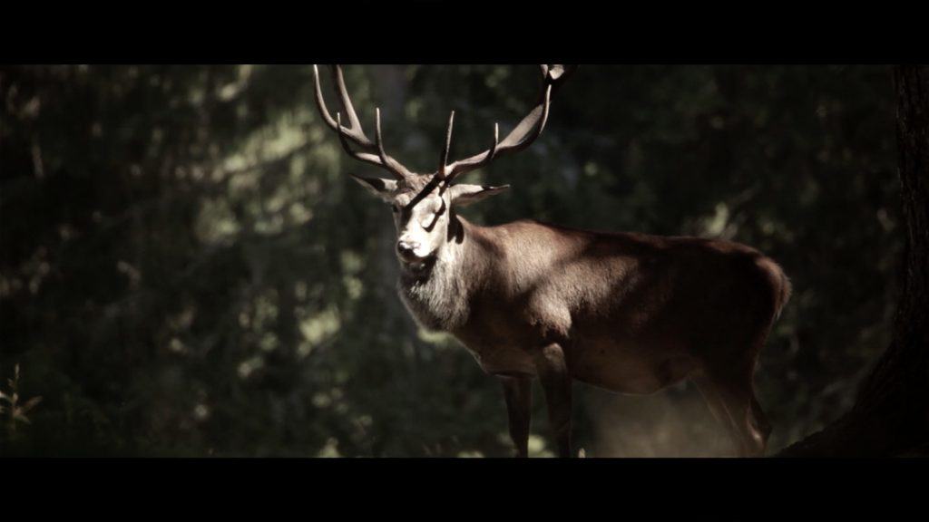 Maestoso. Il re della foresta alpina