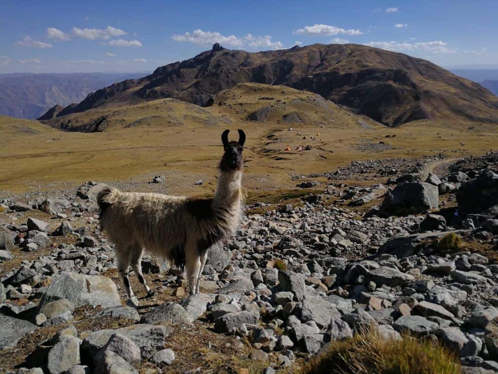 Lama